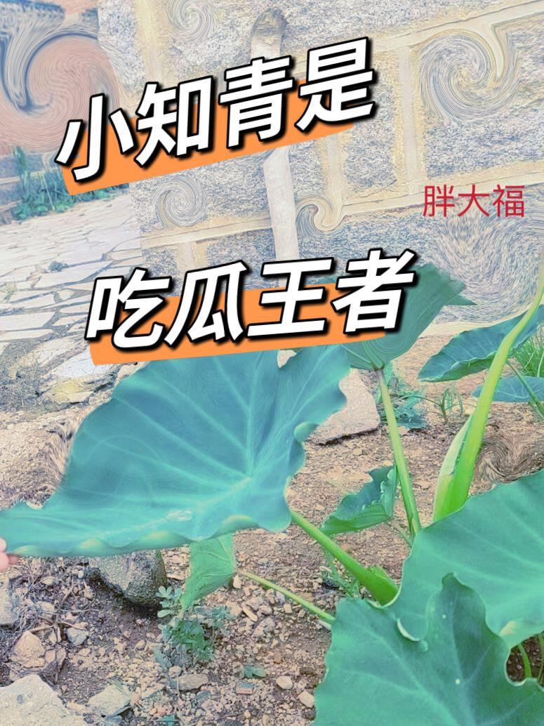 你管僵尸叫召唤兽的王喏