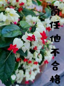 但是不多!番茄